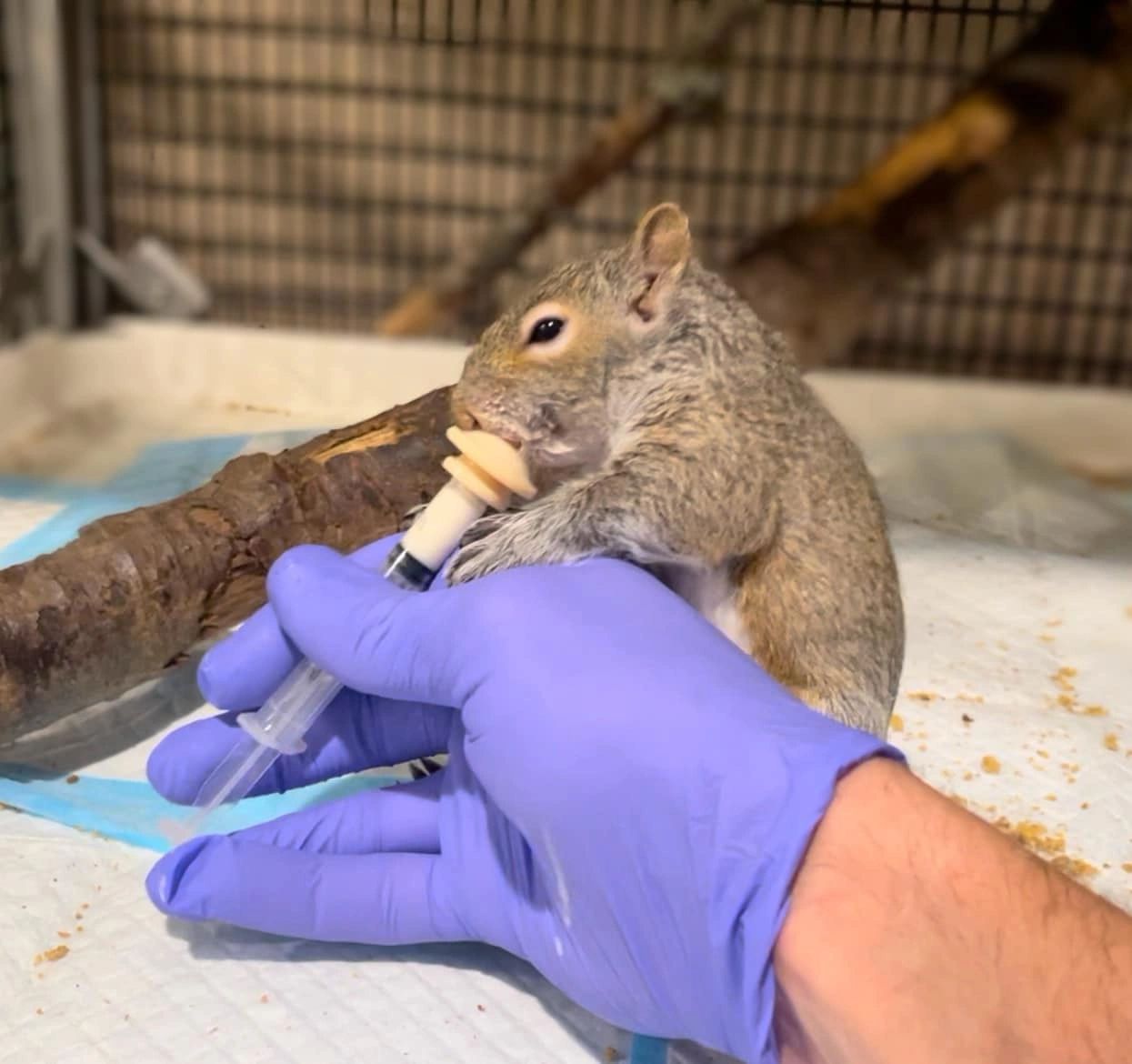What To Do If You Find A Baby Squirrel